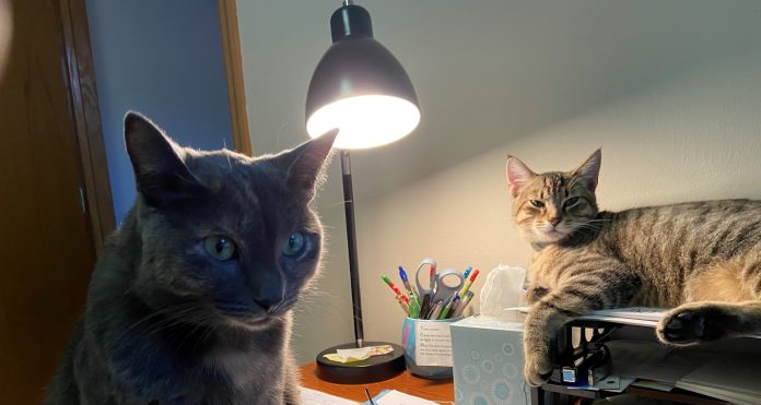 Cats (2)