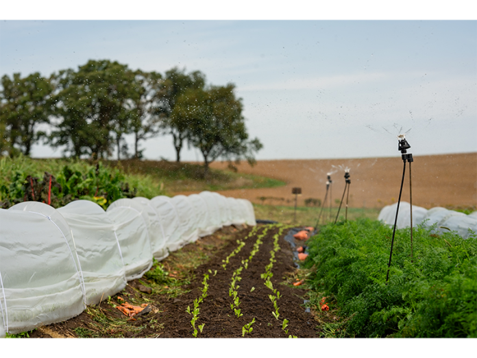 Rows of crops get a drink at Forward Garden.
