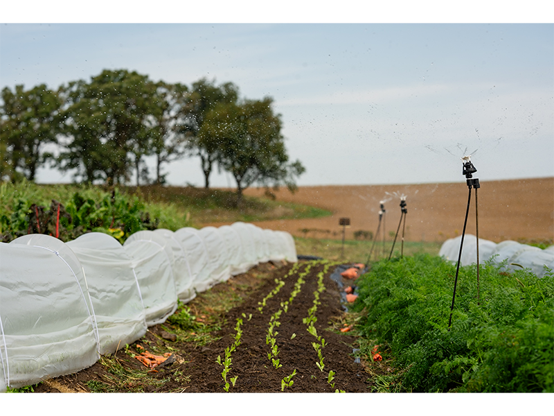 Rows of crops get a drink at Forward Garden.