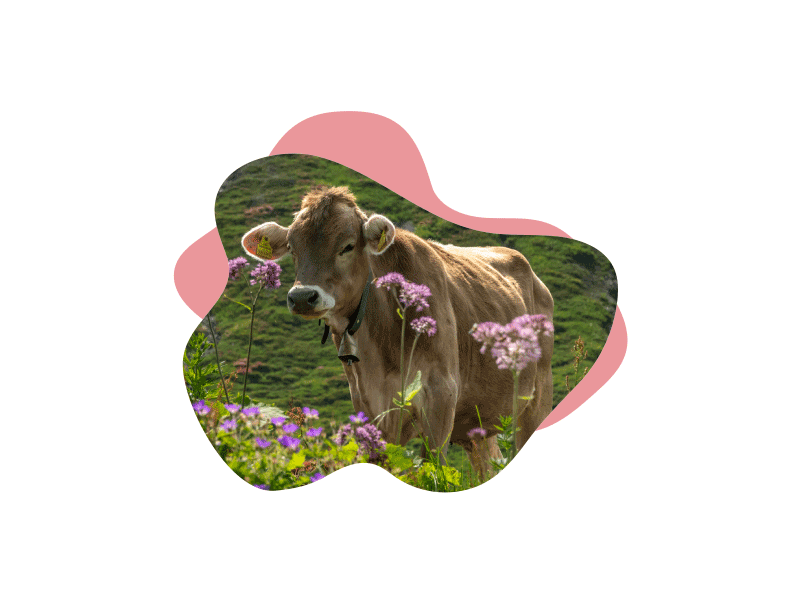 Milk from Brown Swiss cows is a key ingredient in Yodelay Yogurt.