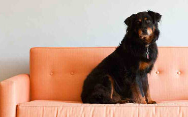 Miss Annie Pants is just one of the beloved executive pets that helps keep things light in the workplace. 
