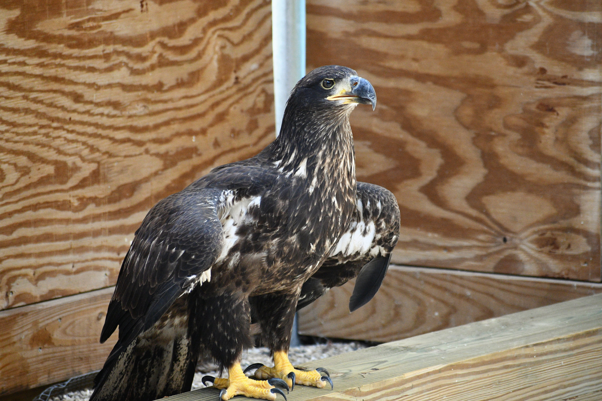 Rescued juvenile bald eagle.