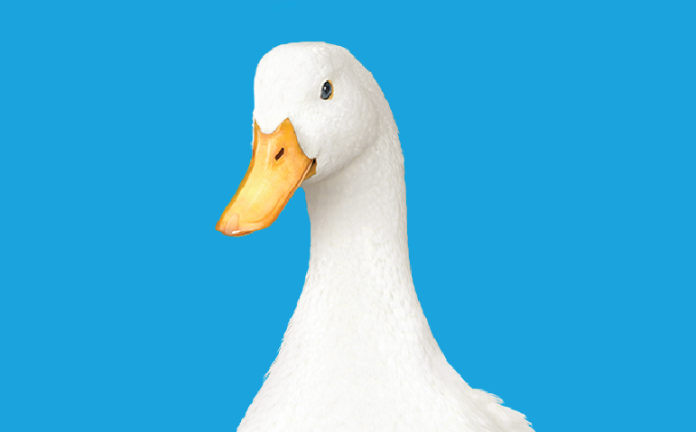 Feature Aflac Duck Panel