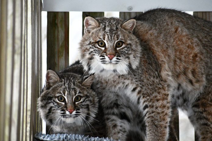 Donations raised by the Dane County Humane Society will help cover the cost of caring for two bobcats at the Wildlife Center.