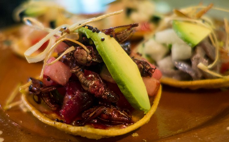 EdibleInsects_panel
