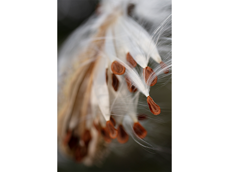 NOV25_CompanyProfile_TwoFerns_02.png