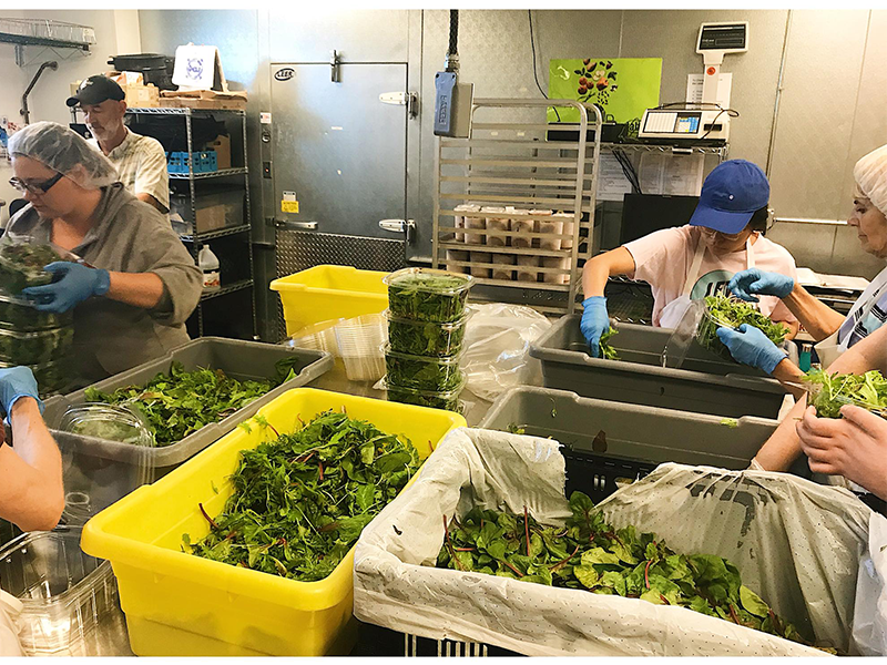 Working at the commercial FEED Kitchens on Madison's north side, volunteers wash and package donated greens from a local farm.