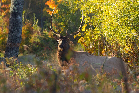 ELk.jpg
