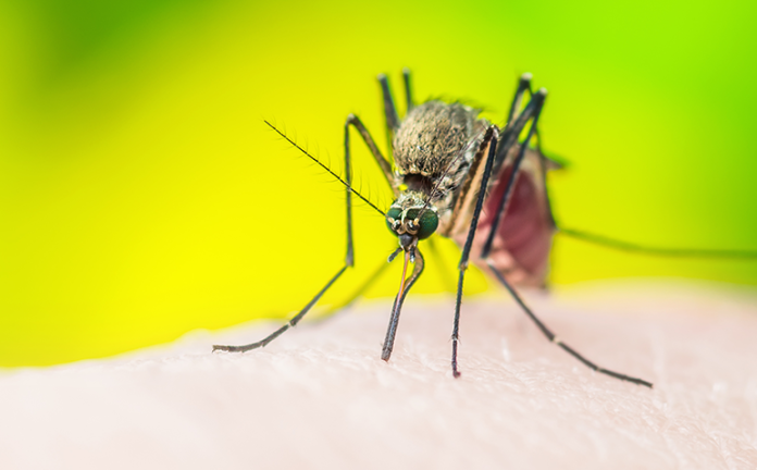 Mosquito_panel