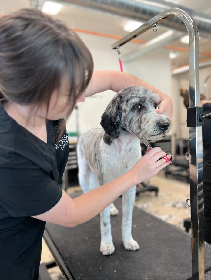 Madison College’s Professional & Continuing Education is partnering with Verona’s Blossom Pet Salon to offer professional dog grooming certification.