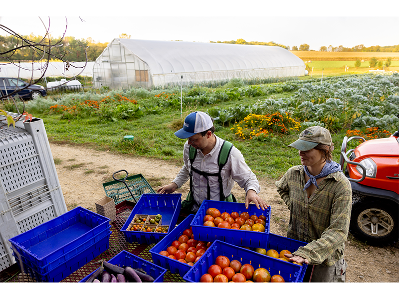 At Gorman Community Farm, the staff harvest vegetables in the morning which are delivered by Healthy Food for All that afternoon.