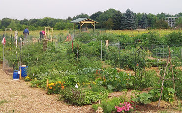 American Family Insurance’s employee-run garden is helping position the company as a leader in sustainability.