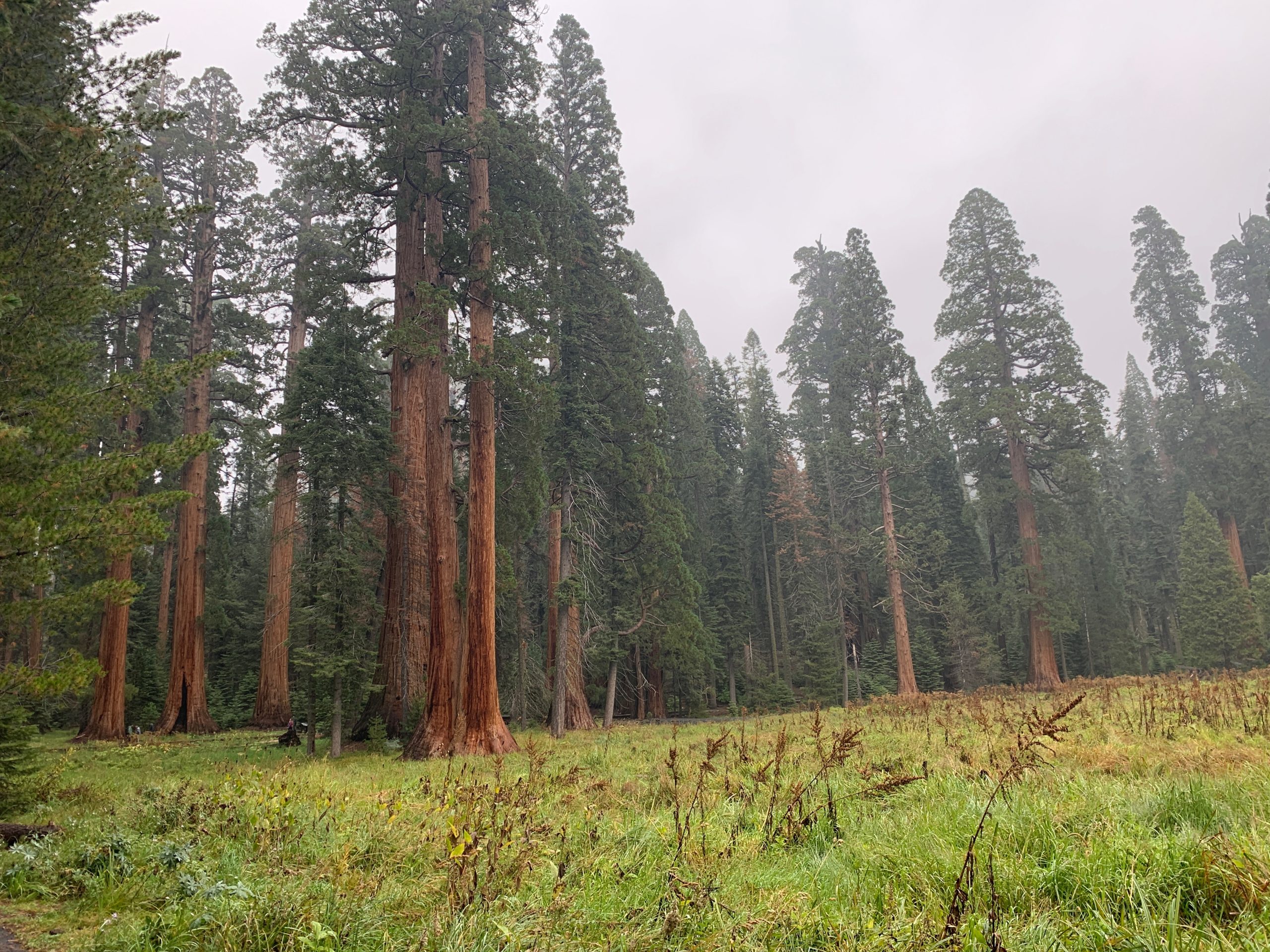 Sequoia National Park.