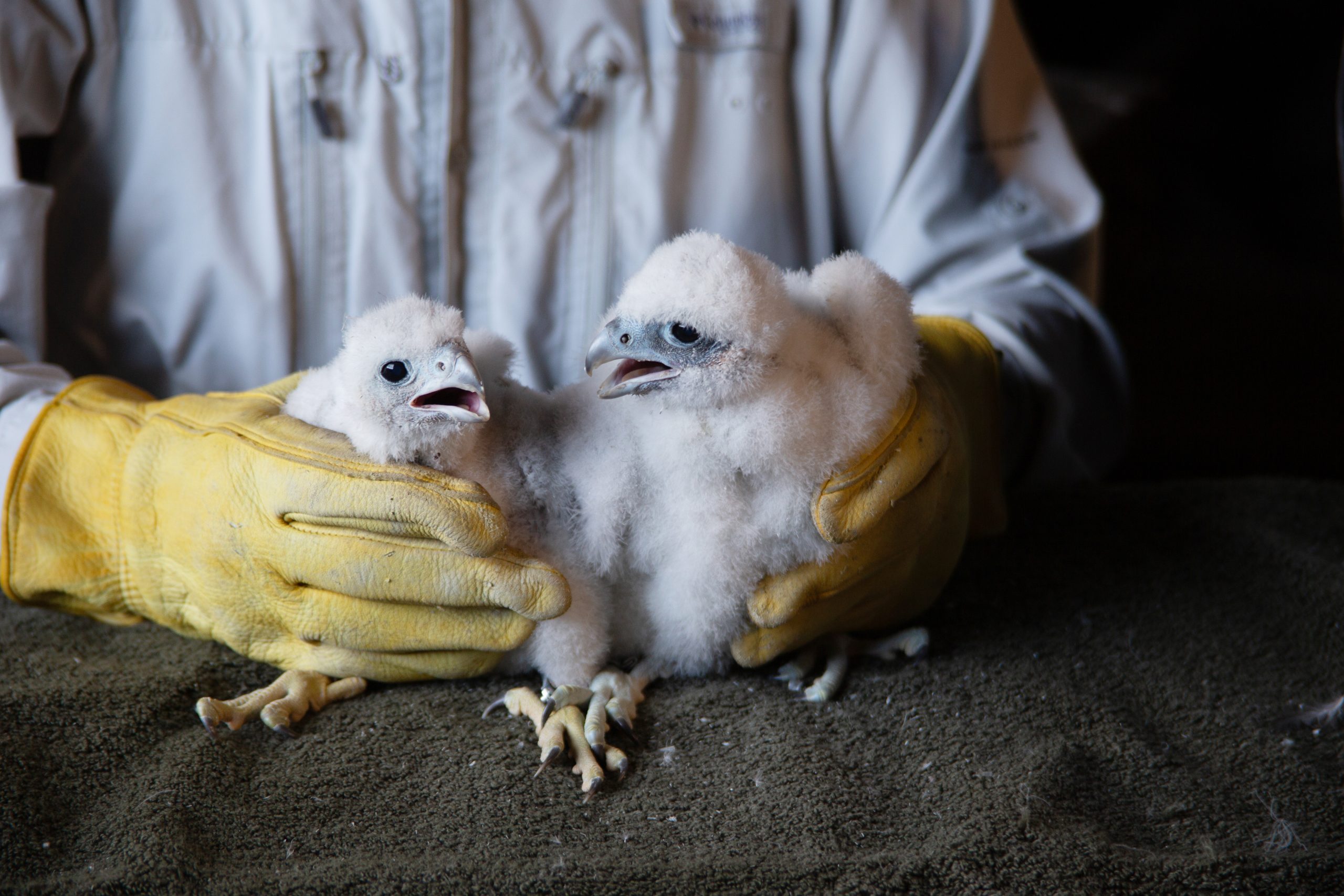 Falcon Banding 2026 at Blount Generation Station with Greg Septon and Steve A. Schultz. Falcon chicks names are Monarch (male/smaller chick) and Honey (female/larger chick).