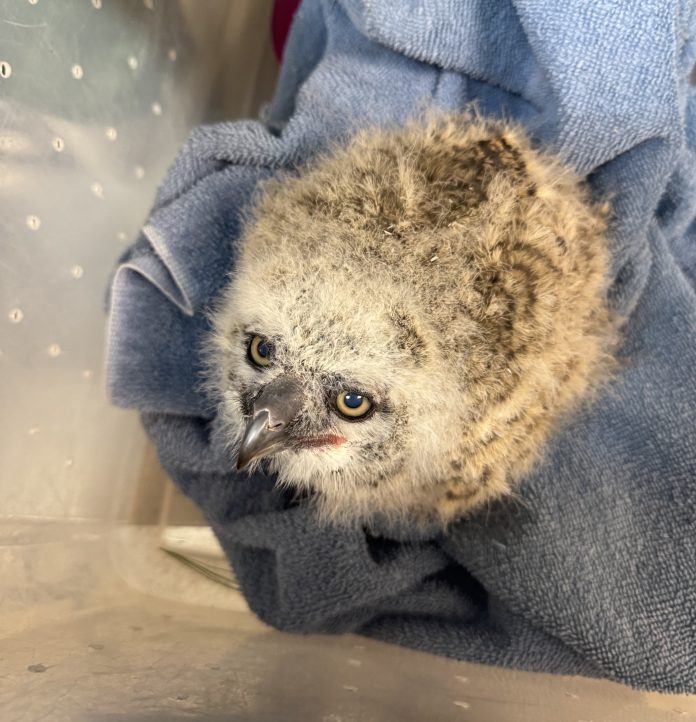 Great Horned owlet 1.jpg