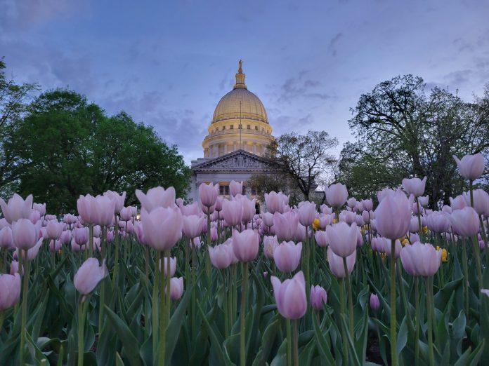 Capitol Morning Tulips_DCFM.jpg