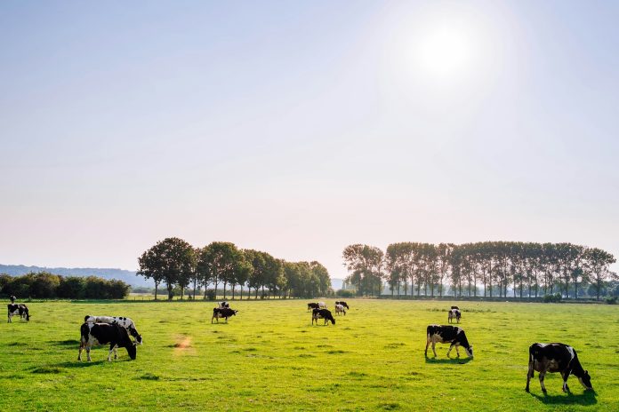 Dairy cows in a green pasture