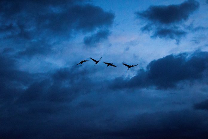 Four Whooping Cranes flying in the sky surrounded by a deep blue sky and clouds