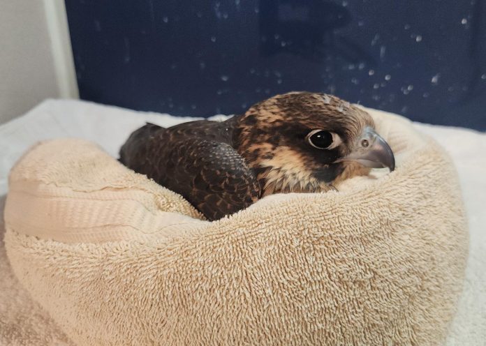 A peregrine falcon wrapped in a towel