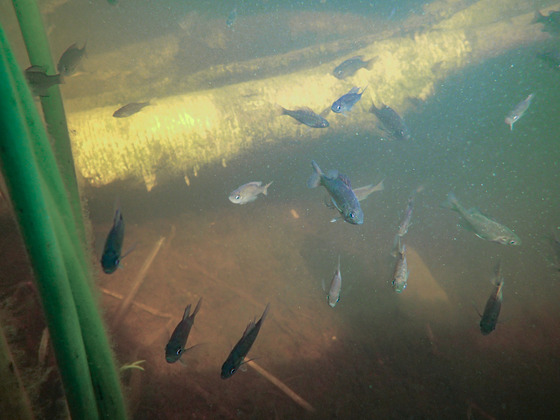 Fish swim in a lake near a fallen tree