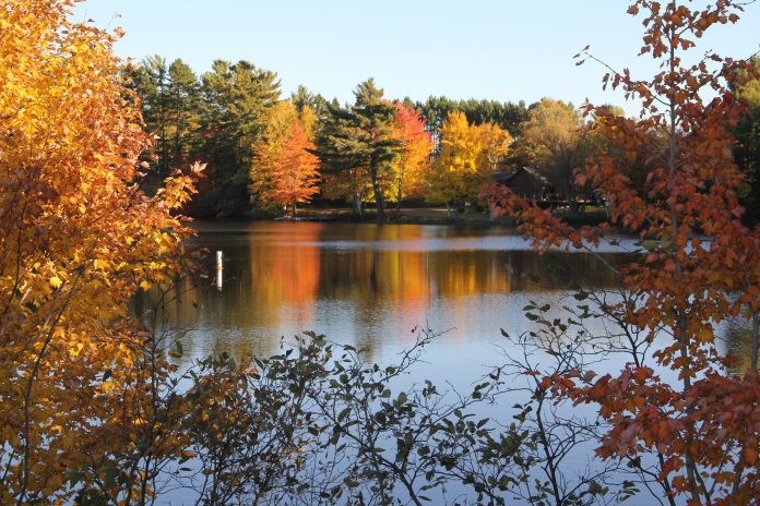 Trees with slightly orange leaves around a body of water