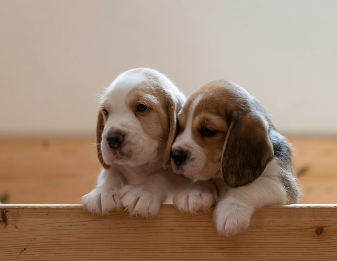 Two beagle puppies