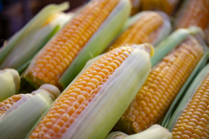 Sweet corn lined up on top of each other