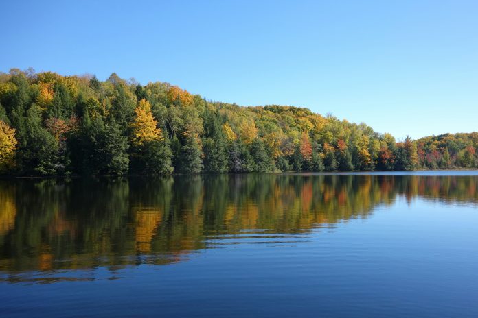 Trees lining a lake.